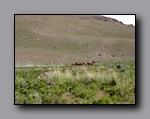 Click to enlarge 811 shelr bpk 13062005 wild horses in valley 3.jpg